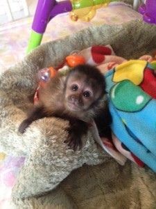 Male & Female Babies Capuchin,Marmoset,Squirrel & Spider.
