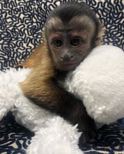 Capuchin Monkey For sale