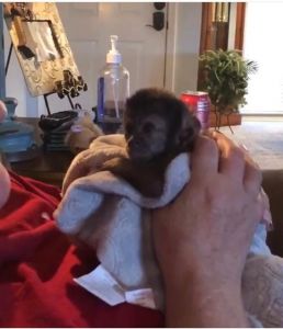 Male & Female Babies Capuchin,Marmoset,Squirrel & Spider.