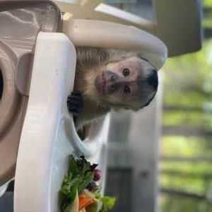 Adorable Capuchin Monkeys For Sale