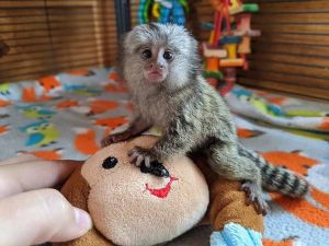 Finger Marmoset Monkey