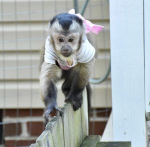 Capuchin Monkey Available