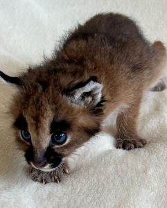 Lovely hand train baby caracal kitten for adoption