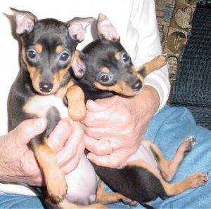 12 weeks old Carlin Pinscher puppies
