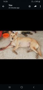 Carolina dog for sale