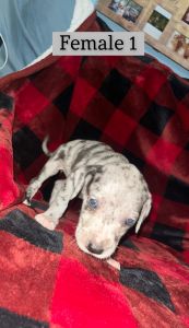 Catahoula Puppies