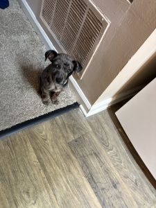 Chatahula leopard puppy for sale