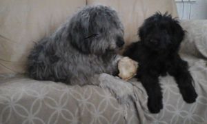 Adorable Catalan Puppies