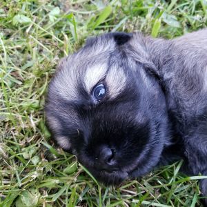 Rare Catalan Sheepdog Puppies