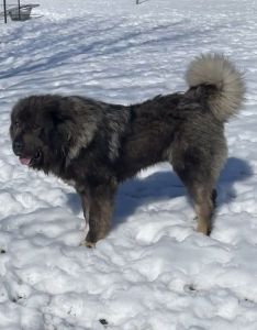 Caucasian Shepherd puppies