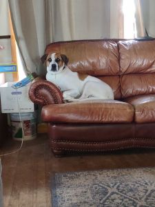 Boxer Lab mix mail has been neutered