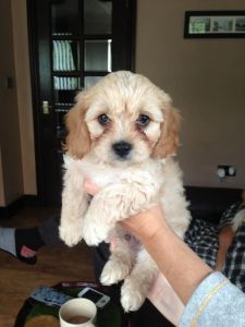 Ample Cavachon Puppies..