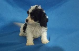 Cavachon Puppies
