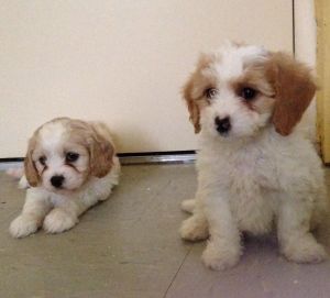 Cavachon Puppies For Sale