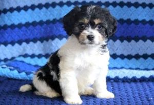 Beautiful Cavachon Puppies