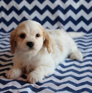 Wonderful F1 Cavachon Puppies For Sale.