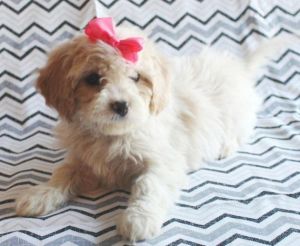 Beautiful Cavachon Puppies