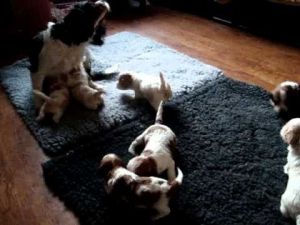 Cavachon Puppies Ready