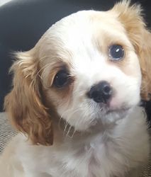 Beautiful F1 Cavachon Puppies For Sale