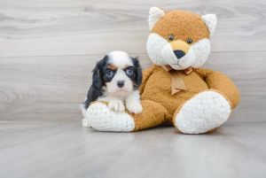 Cavalier King Charles Spaniel Puppies