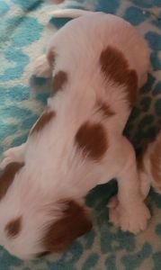 AKC Cavalier King Charles Spaniel