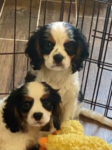 Beautiful Akc cavalier king Charles spaniels