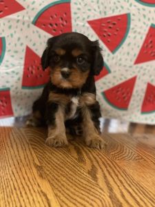 AKC Cavalier King Charles spaniels
