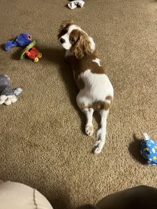 Loving puppy needs new home