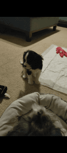 Tri-colored King Charles Cavalier (Youth)