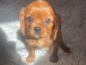 King Charles Cavalier