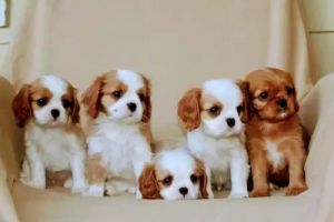 Cavalier king Charles puppies