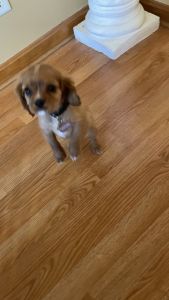 Beautiful cavalier, King Charles spaniel