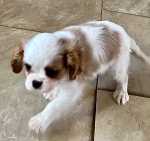 Cavalier King Charles