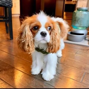 Cavalier King Charles Spaniel puppies for sale