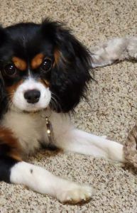 Cavalier King Charles Spaniel