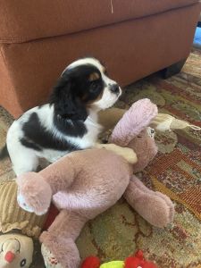 Cavalier King Charles