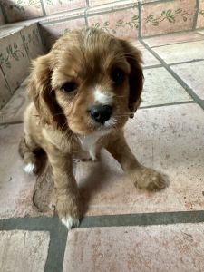 Two female cavalier puppiea