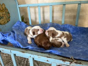 3 litters Males and Females