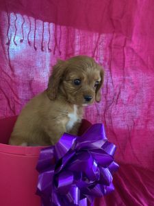 Female King Charles cavaliers