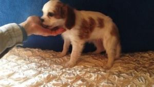 Cavalier King Charles Spaniel for sale