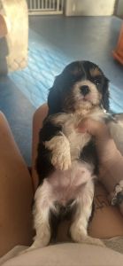 4 pure bread pups for sale