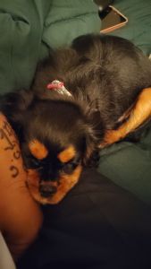 I'm selling a puppy 10 weeks old