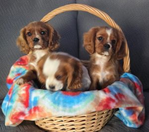 Cavalier King Charles Spaniel
