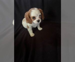 Puppies looking for a new home