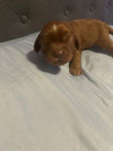 Healthy, Sweet Cavalier Puppy Ready for a Home