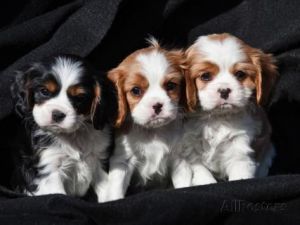 2 Cavalier King Charles Spaniel puppies