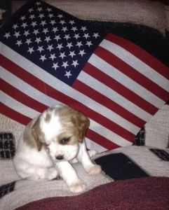 Akc Registerable Cavalier King Charles Spaniels