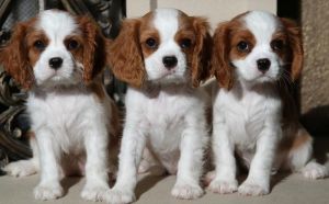 Cavalier King Charles Spaniel