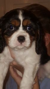 Cavalier King Charles Spaniel Puppies For Sale