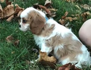Cavalier King Charles Spanie for sales